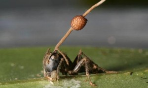 Ant-mind-controlling-fungus