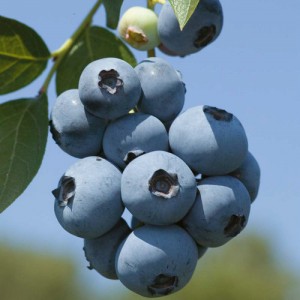 European-Bilberry-