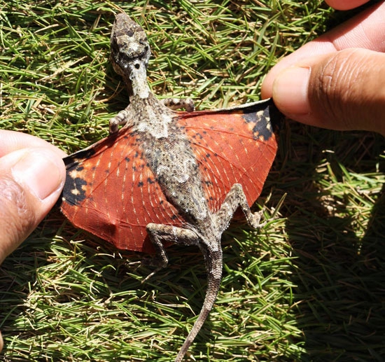 tiny-indonesian-dragon