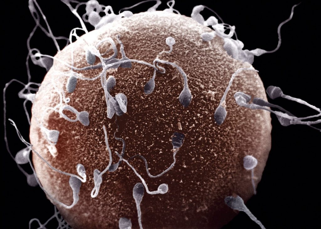 HOW-LONG-DOES-A-SPERM-LIVE
