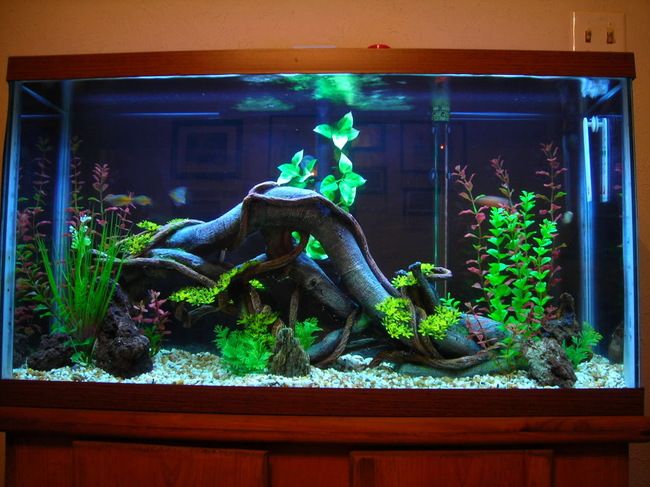 10 Most Amazing Aquariums That Will Make You Wish You Were A Fish