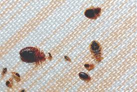 Tips to Avoid Bed Bugs