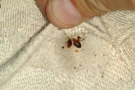 Five Tips to Avoid Bed Bugs 