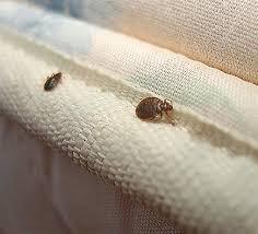 Five Tips to Avoid Bed Bugs 