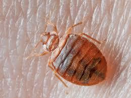 Five Tips to Avoid Bed Bugs