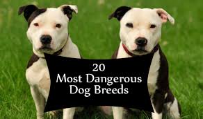 dangerous dogs