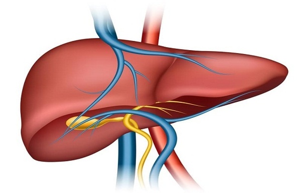 Liver Transplant and Why Do You Need It?