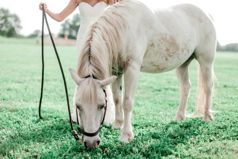 Smart tips for taking care of an old horse