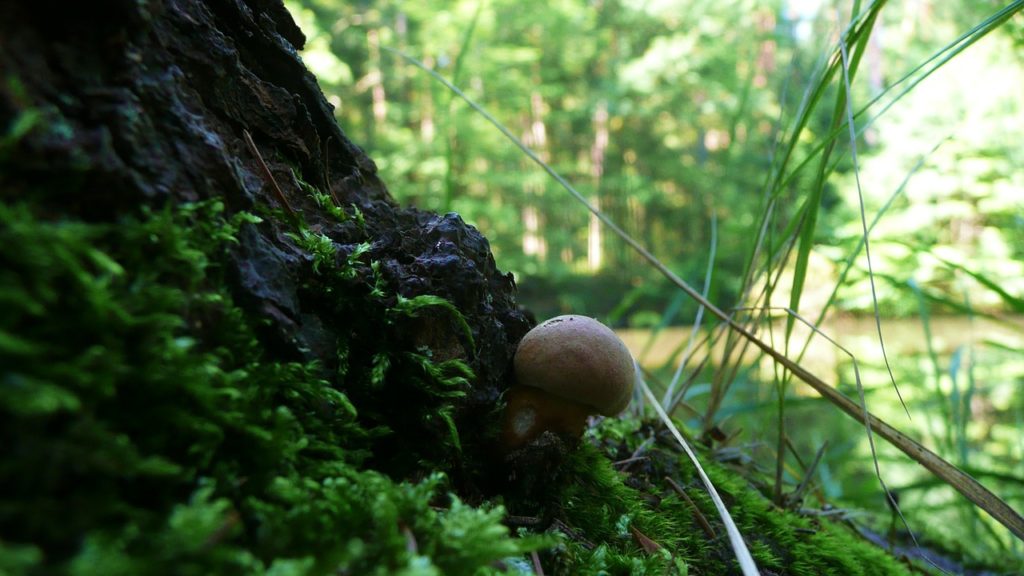 Magic Mushroom Use